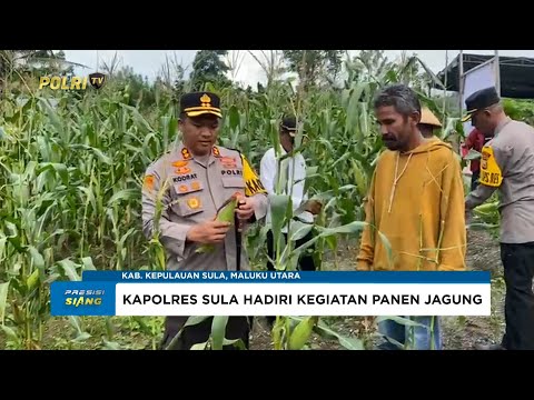 KAPOLRES SULA HADIRI KEGIATAN PANEN JAGUNG DI DESA WAIMAN