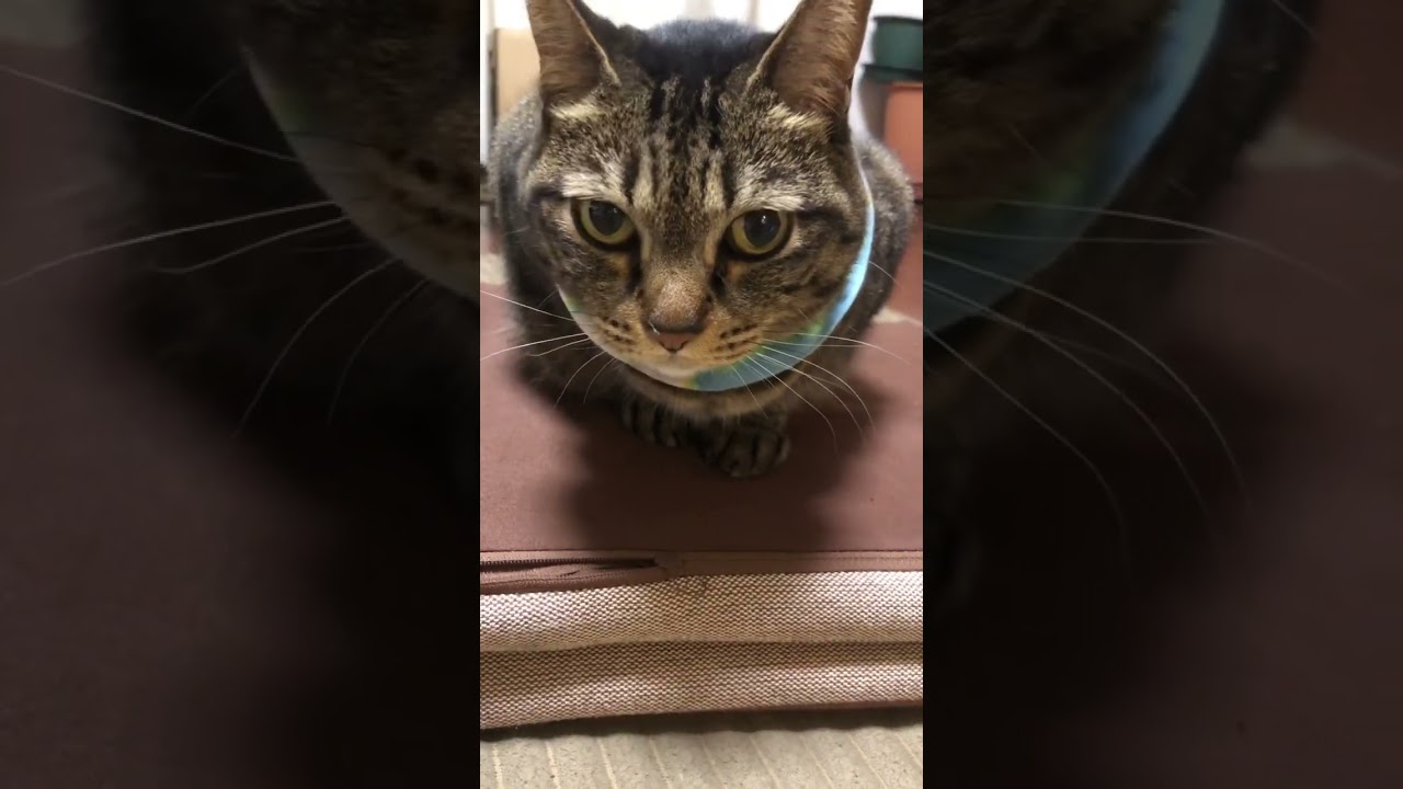 きょろきょろ #猫動画 #cat