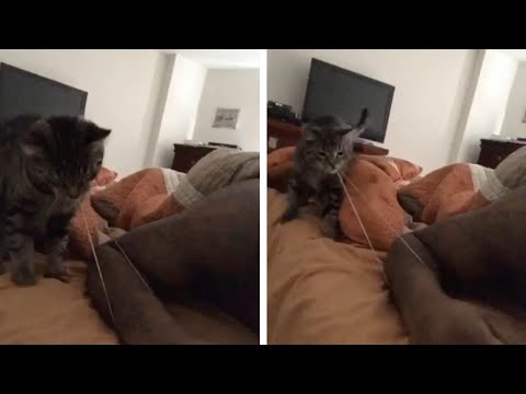 Cat Uses Rubber Band To Hit Owner