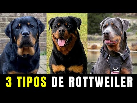 Types of Rottweiler - 3 Types of Rottweiler How to know which type of Rottweiler is pure?