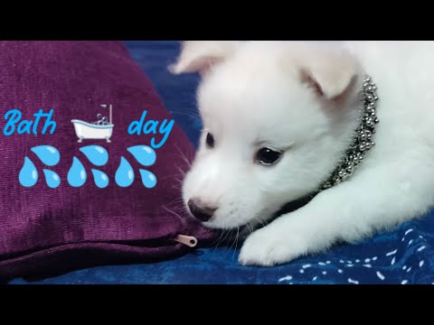 Hansika's bath 🚿 day 😻💞💫@Hansibabloo