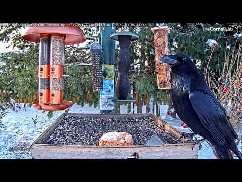 Common Raven Lifts Suet Cake From Feeder Platform In Ontario – Jan. 6, 2022