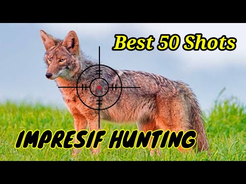 Record-breaking Fifty Coyote hunting shots || impressive hunt #coyote #coyotes #wolf  #hunting