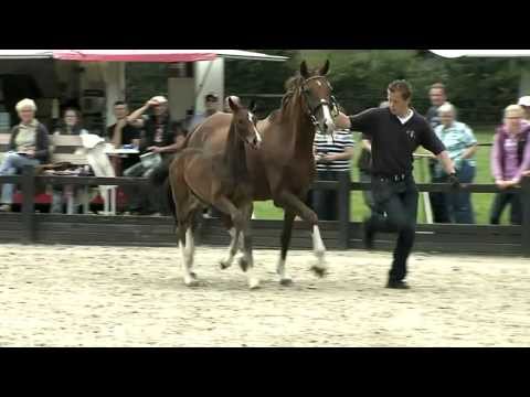 Stf Fidertanz x Don Schufro