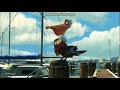 Finding Nemo Marlin Finds Nigel DVDRIP