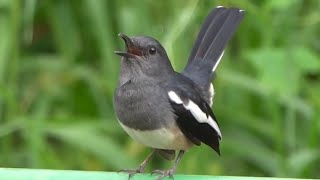 Download lagu Nyanyian Burung: Kompilasi Nyanyian Burung Gagak Oriental Betina, Singapura mp3