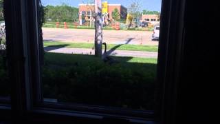 A Goose Staring Into Mysterious Civilization