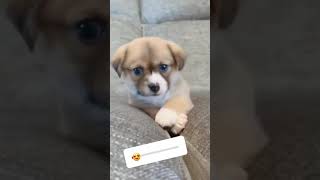 Cute dog whatsapp Status video
