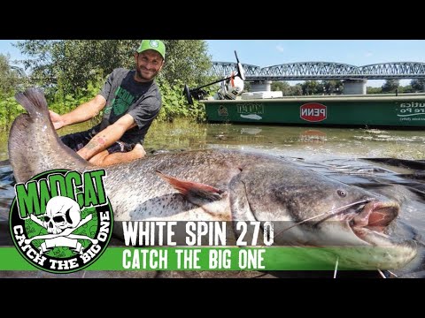 Spinning al siluro sul fiume Po, con le nuove White Series Madcat combattimento Waller fra due ponti
