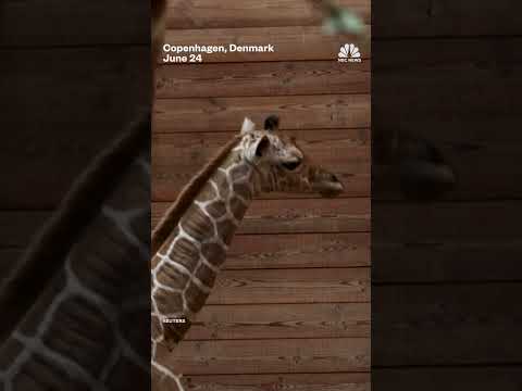 Baby giraffe makes its debut at Copenhagen zoo