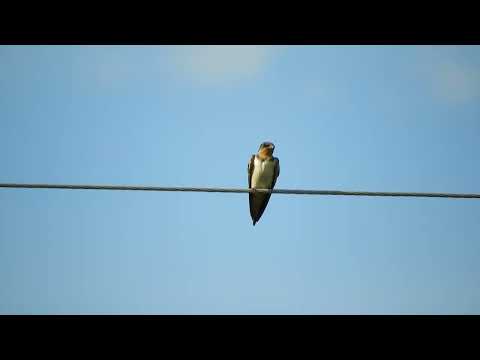 Golondrina Tijerita (Hirundo rustica) - Esperanza - Santa Fe. 21 2 2026