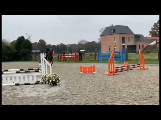 Marianca jumping under saddle