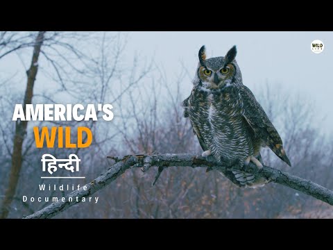 America's Wild, Winter - हिन्दी डॉक्यूमेंट्री | Wildlife documentary in Hindi