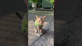 人懐っこすぎるポリス/ Very friendly police officer / Polisinya ramah banget / #cat #kucing #猫 #野良猫 #jakarta