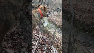 Some days life is just too beautiful to flood it with words…. #truegritappalachianways