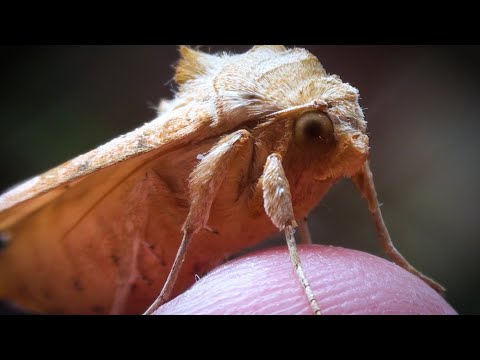 Angle Moth - Phlogophora meticulosa