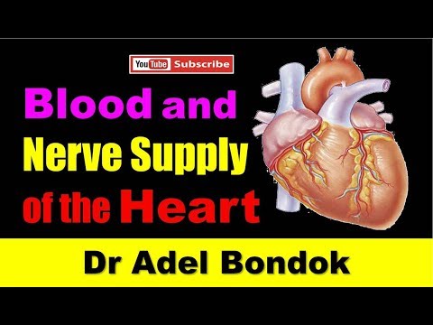 Blood Supply and Nerve Supply of the Heart, Dr Adel Bondok