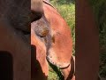 Horse Pooping