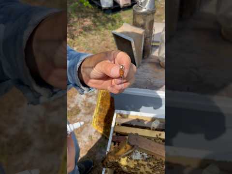 Marking A Queen bee (makes it easier to find her) #honeybee #beekeeper #queenbee