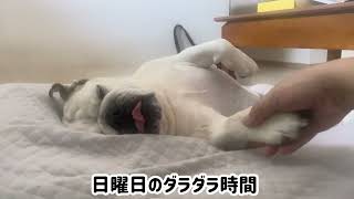 のんびりな時間🐶#ブルドッグ #犬のいる暮らし #癒し 