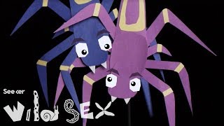 Genital Plugs: How These Spiders Trap Their Lovers