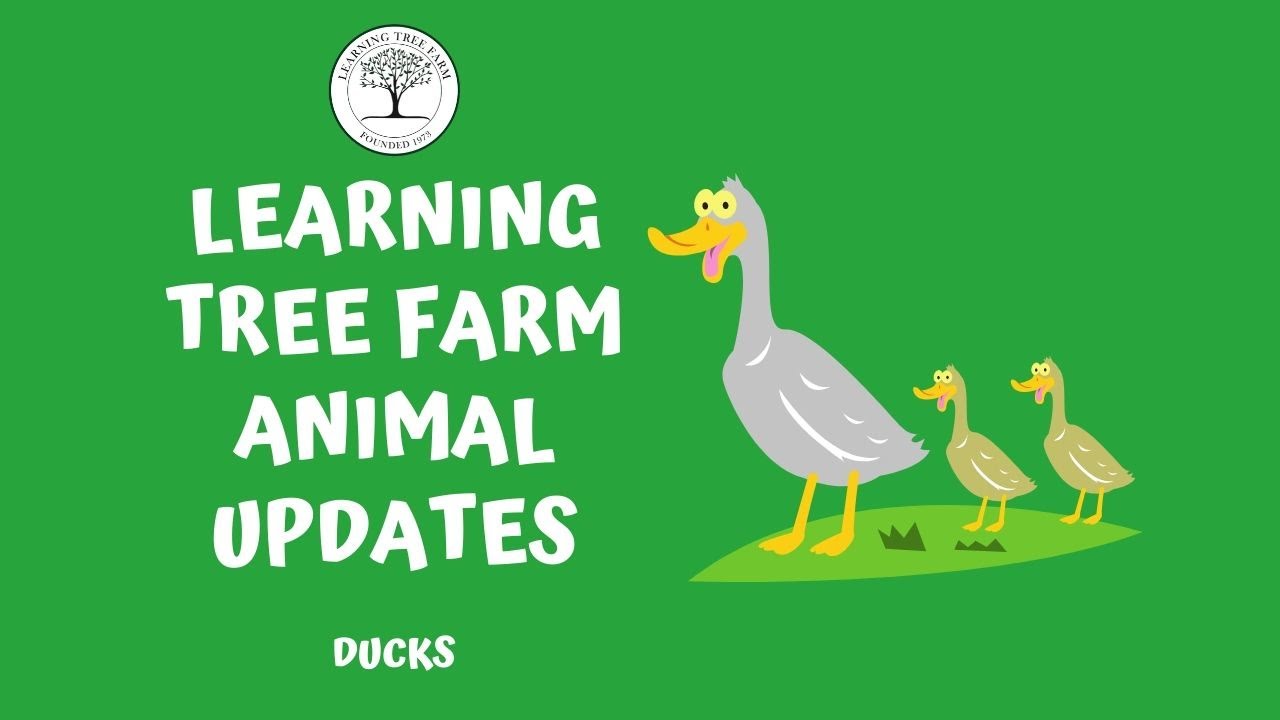 Meet The Learning Tree Farm Ducks | Learning Tree Farm Animal Updates!
