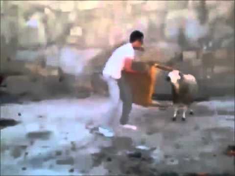 Berbec cu neastampar Clipuri-Haioase.Ro