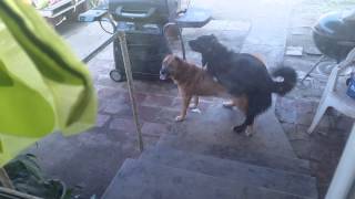 Faggots fucking each other doggy style.