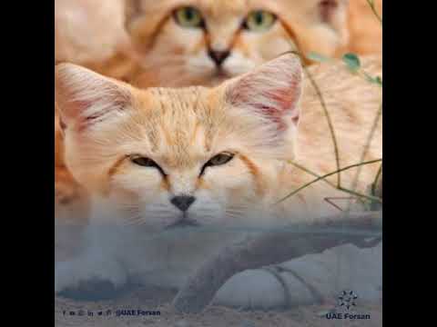 'The Arabian Sand Cat' One of the Desert's More Reclusive Inhabitants