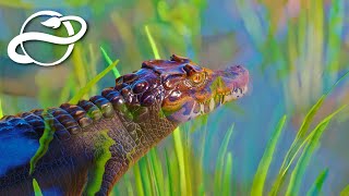 #9 緑豊かな水中展示！ コビトカイマンの飼育エリアをつくろう【Planet Zoo・建築実況】