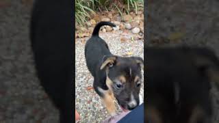 Video preview image #1 Labrador Retriever-Unknown Mix Puppy For Sale in The Woodlands, TX, USA