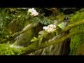 Дикая орхидея.И.Штраус ."Сказки Венского леса" 