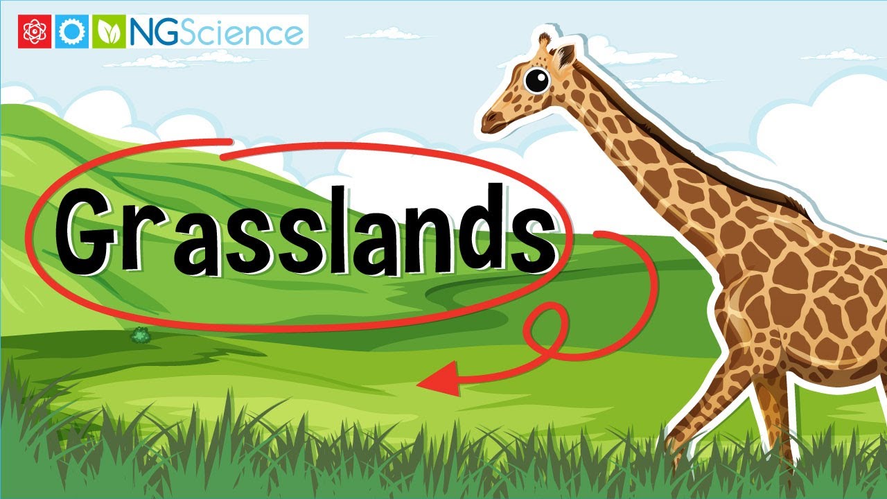 Grasslands