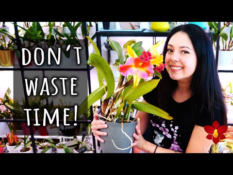 These things will NOT make your Orchids flower! - Orchid Care for Beginners