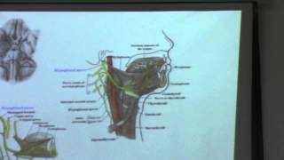 14[Neck]Dr.Hossam Yahia 2-12-2015(Accessory &Hypoglossal nerves-Ansa cervicalis-Sympathetic trunk)