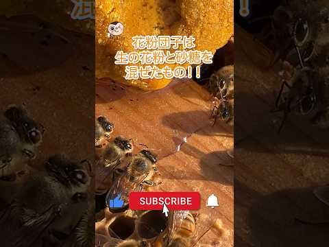 花粉媒介者を惹きつける菜園に最適な蜂蜜植物は何ですか?  庭園