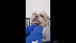 Video preview image #1 Shih Tzu Puppy For Sale in Seattle, WA, USA