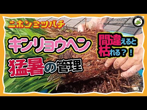 庭のミツバチの牧草地:これらの60の植物がこれに適しています トピックス