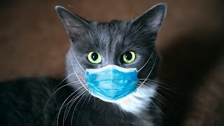 LES CHATS S'ATTAQUENT AU VIRUS