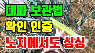 겨울 대파보관 확인영상 쉽고 싱싱하게 이렇게 하세요