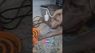 Come feed our disabeled dogs! #dogshorts #doggielife #dogmom #petsrule #cutedog #dogtok
