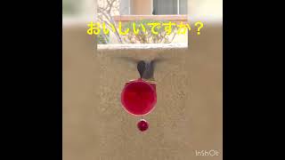 ハチドリちゃんがやって来た#14 Hummingbird’s coming over to our house