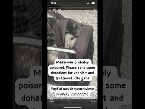Minka was probably poisoned - everything what comes out of this cat is blood 😢 #anmals #cats #vet
