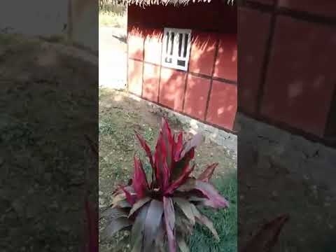 nature of beauty # fruits  garden #  amazing #