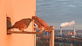 Live - Turmfalken - Webcam - Corbusierhaus - Berlin (außen) live webcam