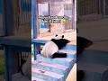 How Are Pandas Not Extinct 😭