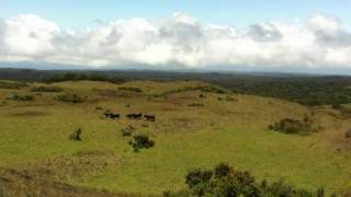 preview picture of video 'Wild Cattle on DHHL 'Aina Mauna Legacy Program Land'