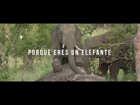 Minutazo de Drose (Drose vs Acertijo) FMS Chile J2 2019