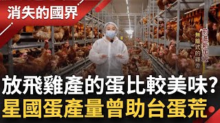 [問卦] 新加坡科技養雞 中華民國土法煉鋼 缺蛋