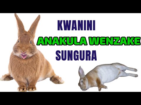 , title : 'Ni Kwanini Sungura Anakula Watoto Wake || “Kwanini Sungura Dume Anakula Wenzake?”'